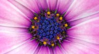 Amazing Purple Flower306791054 200x110 - Amazing Purple Flower - Purple, flower, Daisy, Amazing